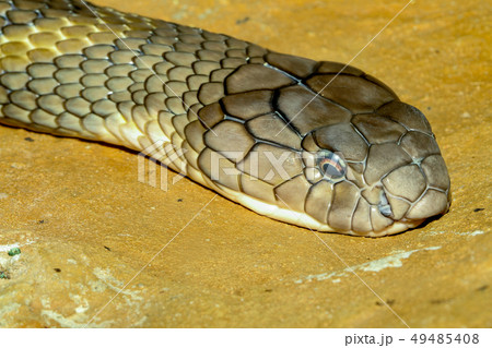 Close up head king cobra at thailand Close up head king cobra at thailand 49485408