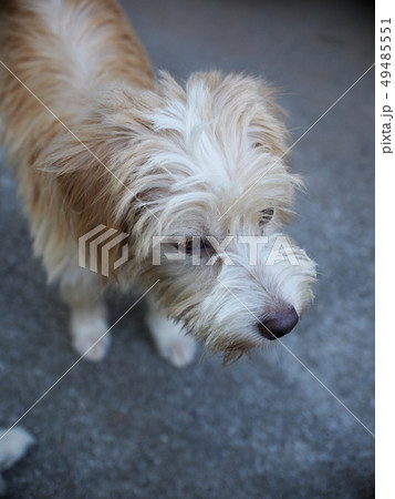 small mixed breed lost homeless stray dog dirty 49485551