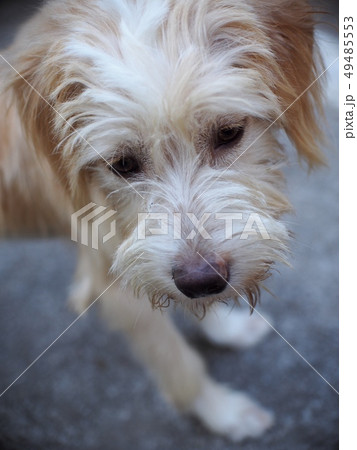 small mixed breed lost homeless stray dog dirty 49485553