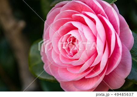 春の花 つばき 春の花 つばき 49485637