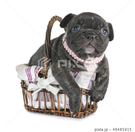 puppy french bulldog puppy french bulldog 49485915