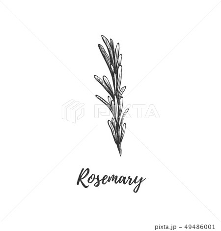 Rosemary Vector Illustration のイラスト素材
