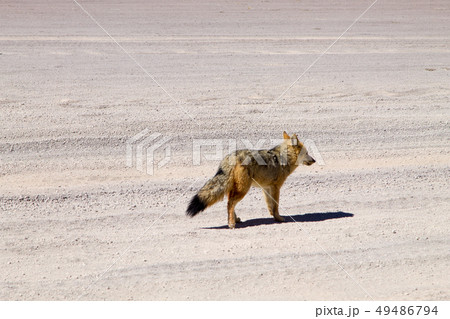 Andean fox close up,Bolivia Andean fox close up,Bolivia 49486794