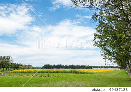 音更十勝牧場白樺並木 音更十勝牧場白樺並木 49487128