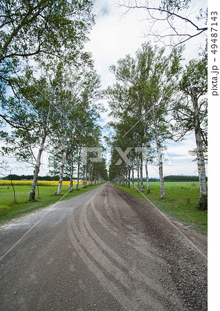 音更十勝牧場白樺並木 49487143