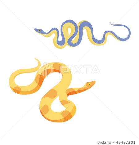 two cartoon vector exotic snakes reptile isolated 49487201