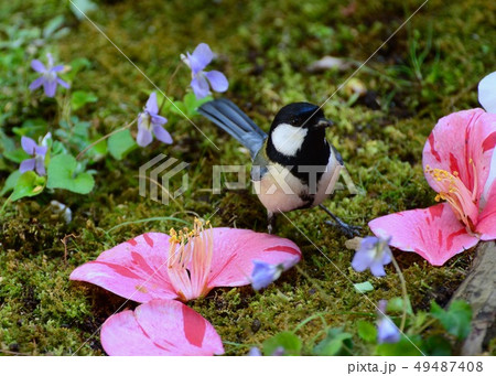 　庭でバードウオッチング 49487408