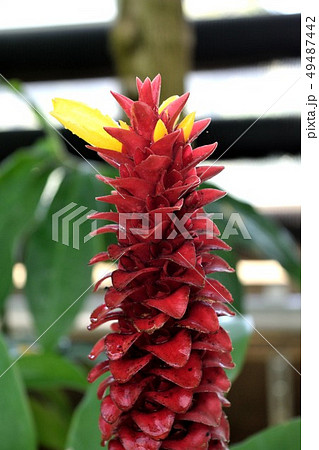 熱帯植物 スパイラルジンジャー 赤い苞と黄色い花の写真素材