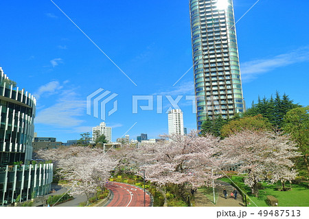 東京ミッドタウンガーデンの桜並木 東京ミッドタウンガーデンの桜並木 49487513