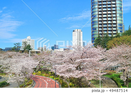 東京ミッドタウンガーデンの桜並木 東京ミッドタウンガーデンの桜並木 49487514