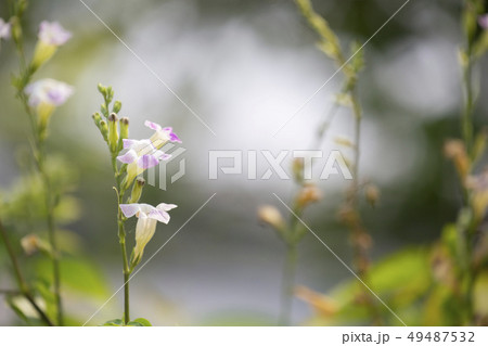 Chinese violet or Coromandel or Ganges primrose or Chinese violet or Coromandel or Ganges primrose or 49487532