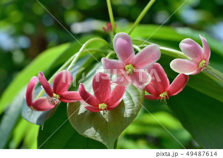 神代植物公園 熱帯植物シクンシ 赤い花の写真素材