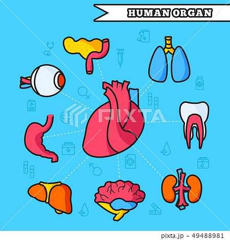 Thin lines style human organs set icons concept.  49488981
