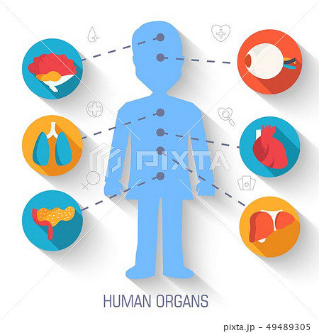 set flat human organs icons illustration. 49489305