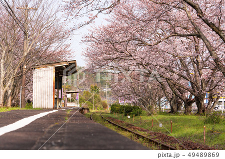 佐賀県 浦ノ崎駅の桜の写真素材