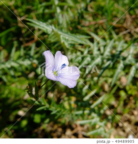 亜麻の花の写真素材