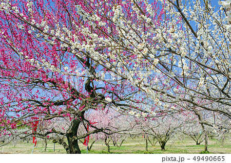 紅梅と白梅 49490665