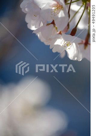 桜 桜 49491205