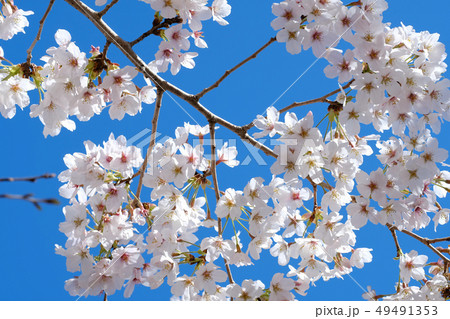 桜 桜 49491353