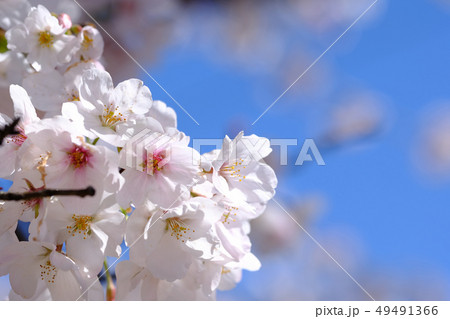桜 桜 49491366