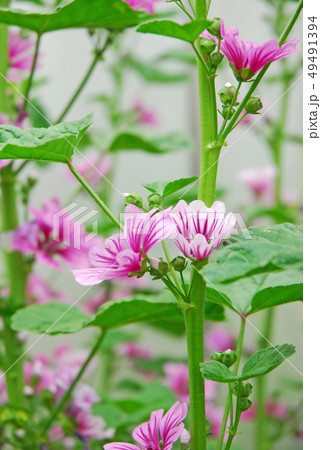 マロウ　ゼニアオイ 49491394