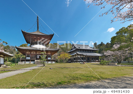 【根来寺 大塔 大伝法堂】 (高解像度版) 和歌山県岩出市根来2286 49491430