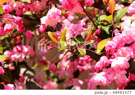 満開になったハナカイドウ(3) 満開になったハナカイドウ(3) 49491477