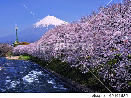 桜と富士山-2272 桜と富士山-2272 49491686