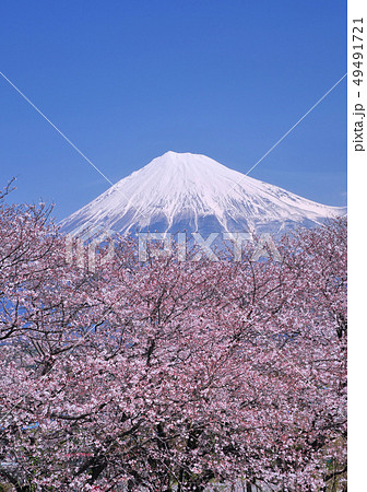 桜と富士山-2559 桜と富士山-2559 49491721