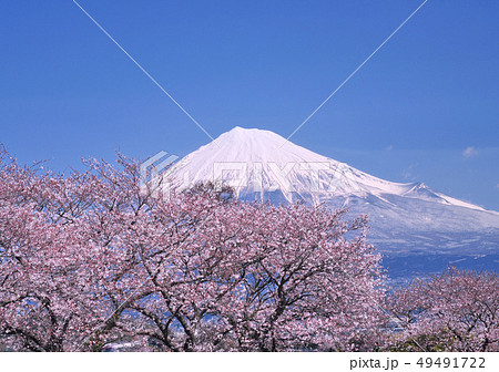 桜と富士山-2560 桜と富士山-2560 49491722