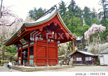 妙義神社総門(赤門)と枝垂れ桜 妙義神社総門(赤門)と枝垂れ桜 49491799