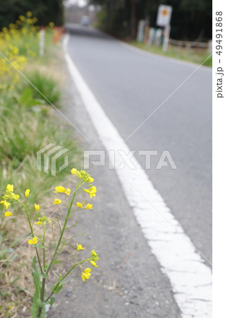 菜の花 49491868