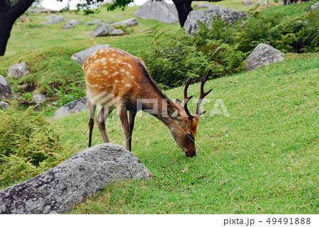 金華山のニホンジカ 49491888