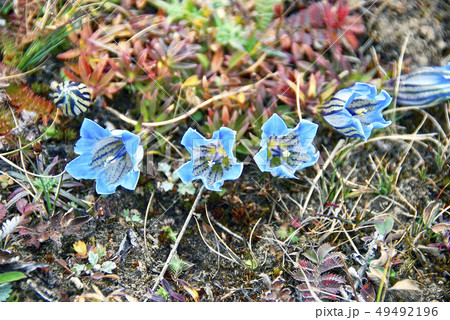 エベレスト街道に咲くリンドウ　ゲンチアナ・オルナタ 49492196
