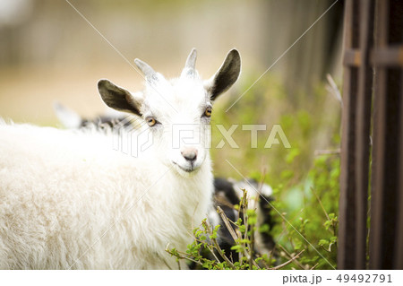 young goat grazes in a meadow. young goat grazes in a meadow. 49492791