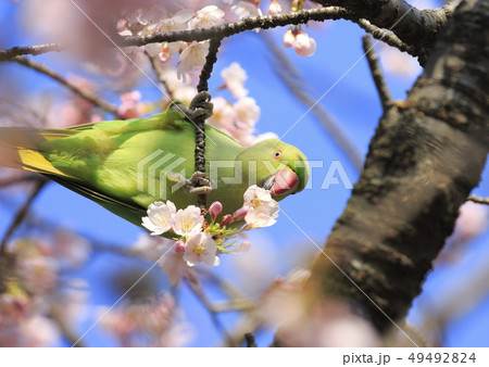 桜の花を食べる野生のワカケホンセイインコのメス 49492824