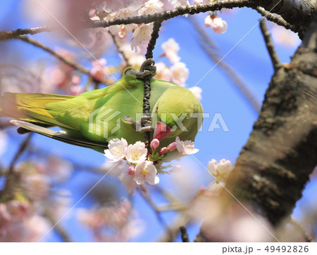 桜の花を食べる野生のワカケホンセイインコのメス 49492826