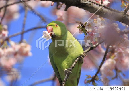 桜の花を食べる野生のワカケホンセイインコのメス 49492901