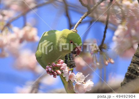 桜の花を食べる野生のワカケホンセイインコのメス 49492904
