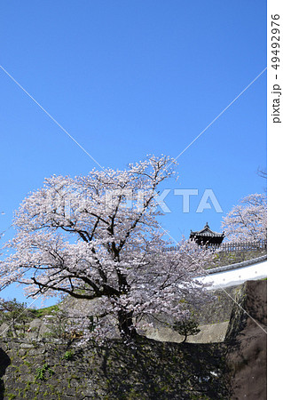 臼杵城跡と桜 臼杵城跡と桜 49492976