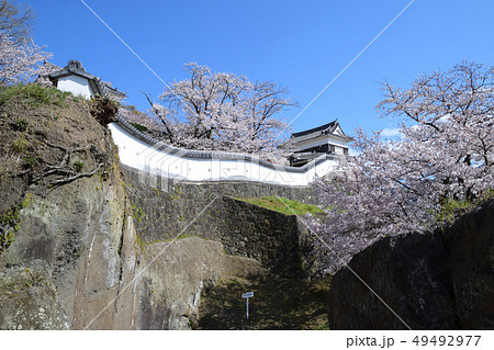 臼杵城跡と桜 49492977