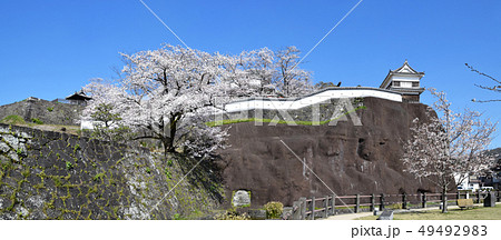 臼杵城跡と桜 臼杵城跡と桜 49492983