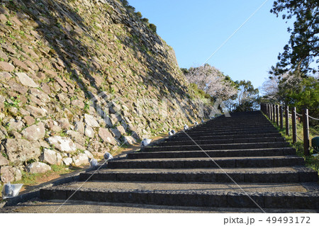 延岡城址と桜 49493172