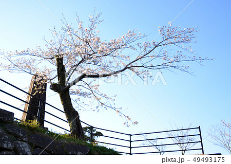 延岡城址と桜 49493175