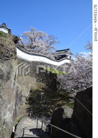 臼杵城跡と桜 49493176