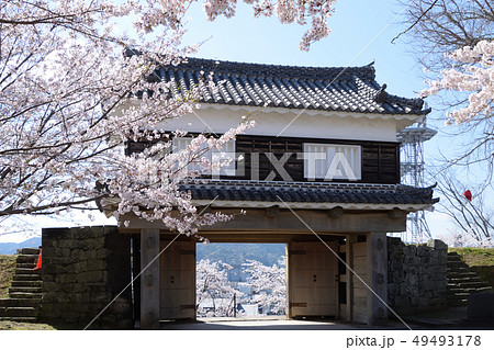 臼杵城跡と桜 臼杵城跡と桜 49493178