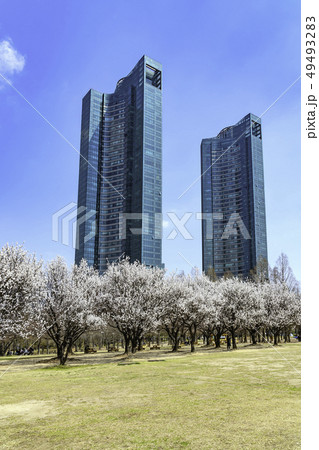 花 ビル ソウルの森 49493283