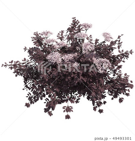 Bush 3d illustration isolated on the white background 49493301