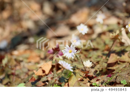 ユキワリイチゲの花 ユキワリイチゲの花 49493843