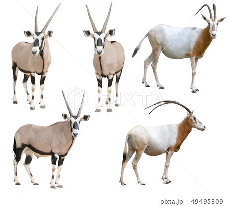 scimitar horned oryx and gemsbok isolated 49495309